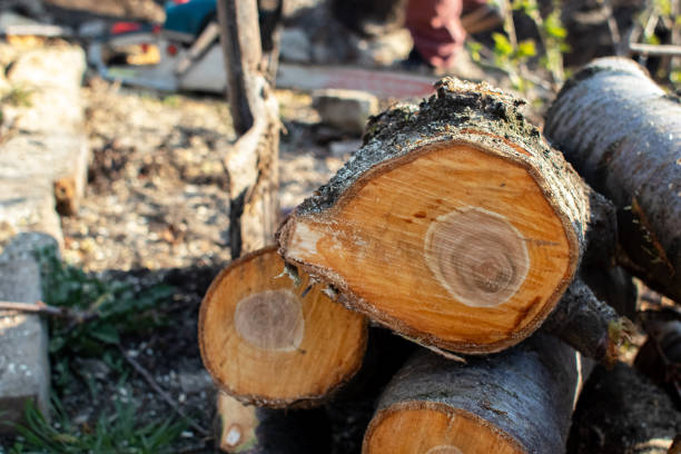 Reliable Monett, MO Tree Care Solutions
