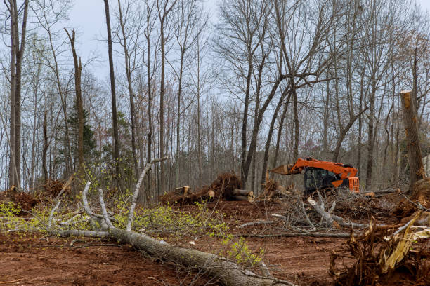 How Our Tree Care Process Works  in  Monett, MO