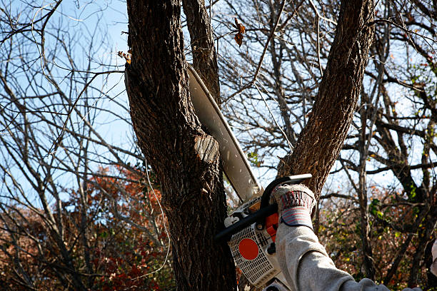 Best Emergency Tree Removal  in Nett, MO